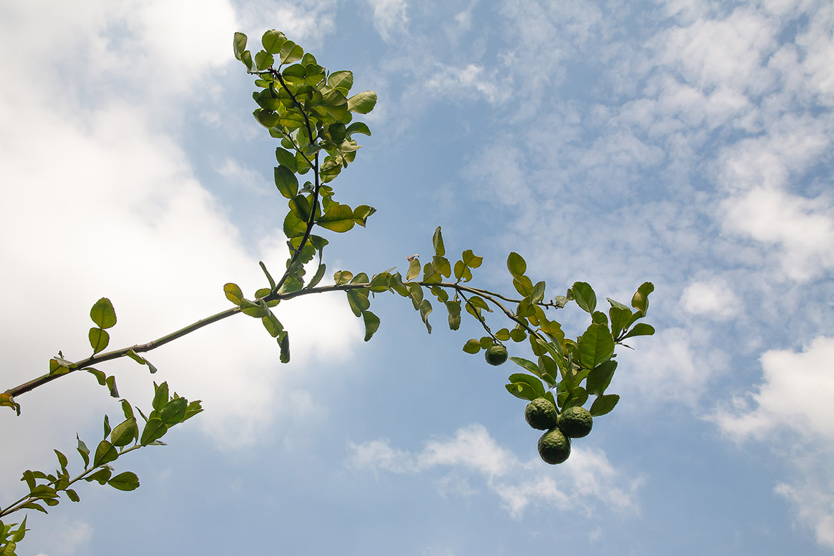 Profumo al mandarino e basilico, fragranza agrumata aromatica e sorprendente