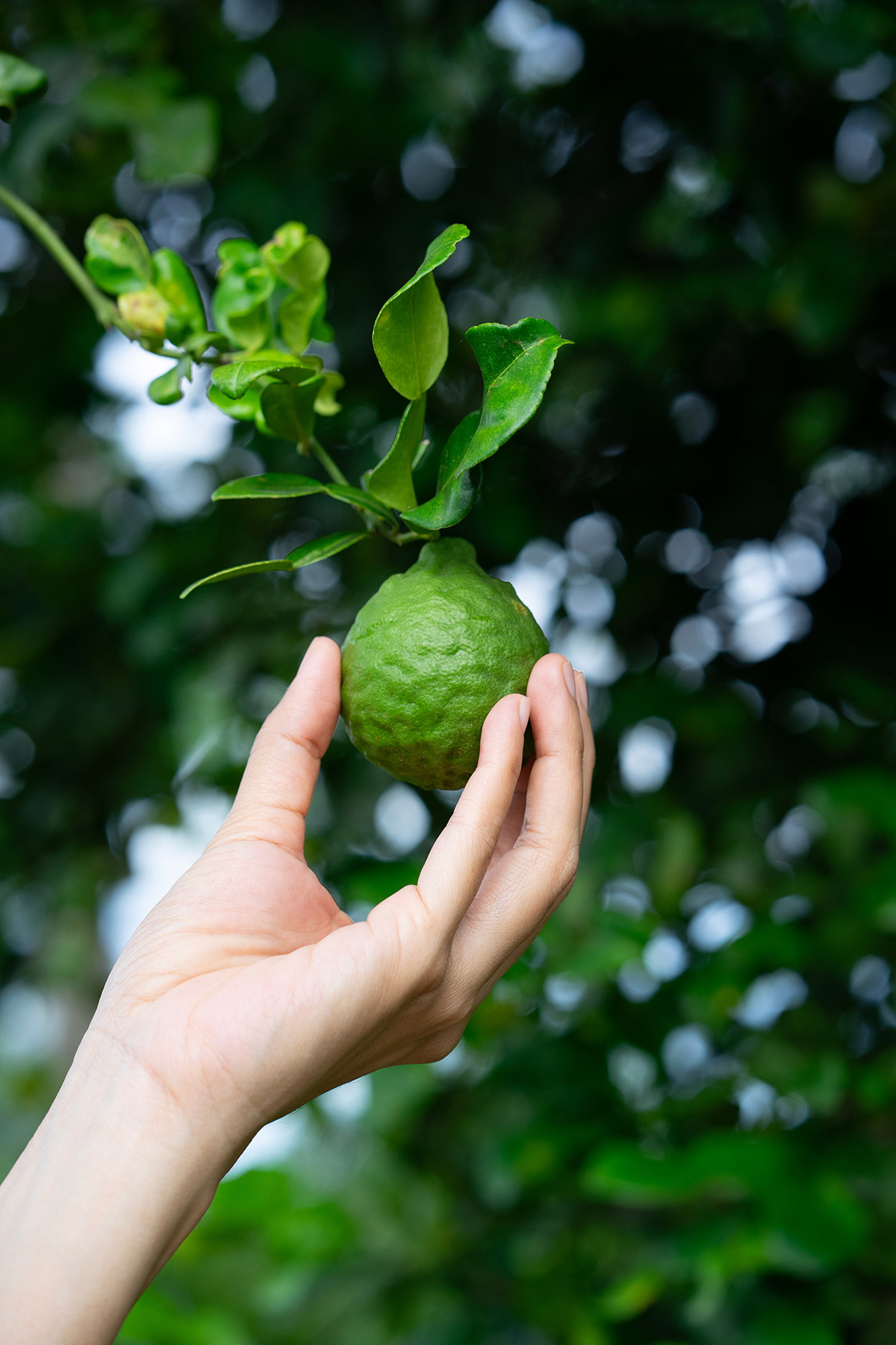 Profumi al cedro, fragranze agrumate legnose e raffinate dal carattere mediterraneo