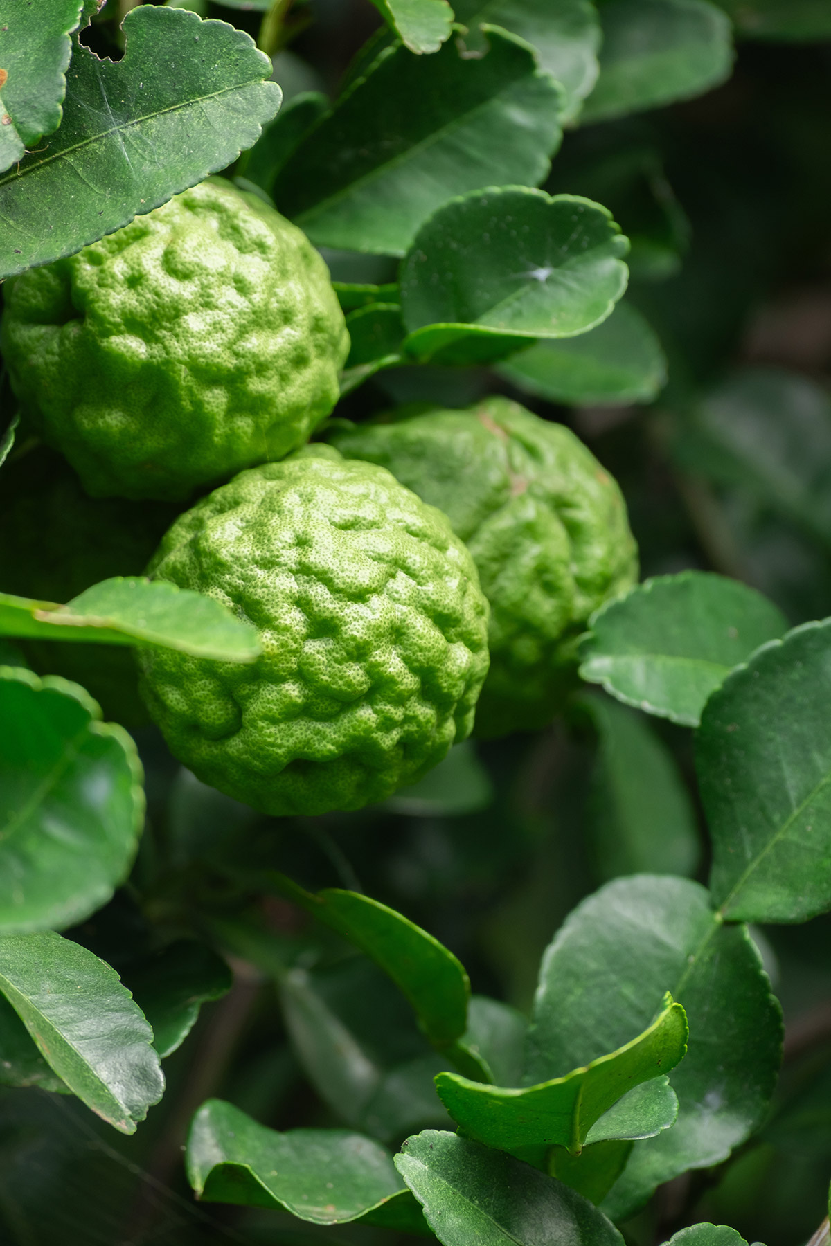 Profumo al bergamotto, nota agrumata elegante e luminosa, simbolo della profumeria mediterranea