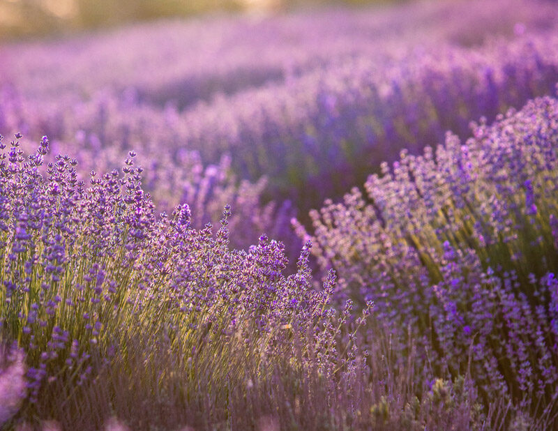 lavanda_main