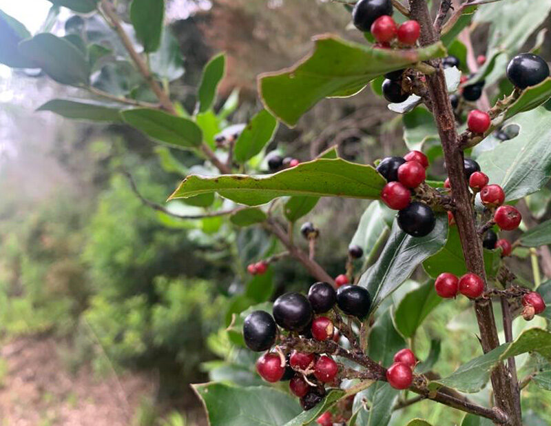 mirto-main
